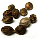 Семена марихуаны АК-47  (Seeds AK-47) в Ялте